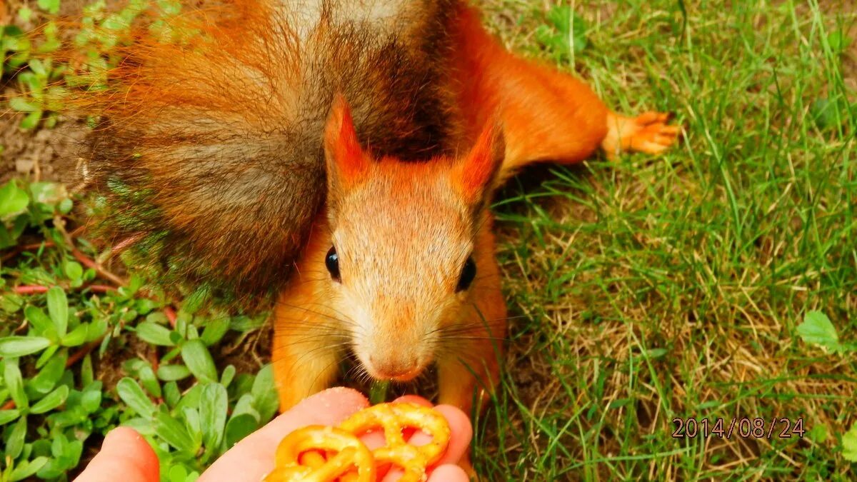 белку искали?. белки в ростовской области. досуг благовещенск белочки. белка в кемеровской области. досуг благовещенск белочки.