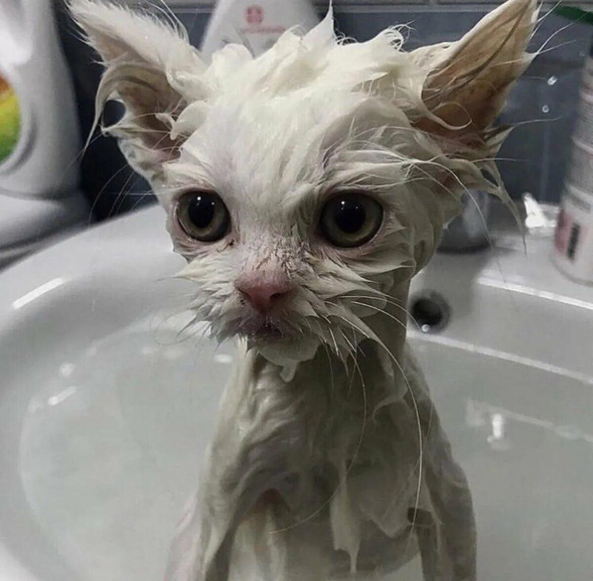 Сырой кот. Мокрая кошка. мокрый котенок. мокрые коты смешные. промокший котенок.