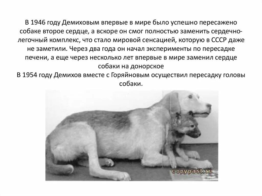 Трансплантация собачьей головы. Пес шарик собачье сердце. Демихов двухголовая собака. Демихов двухголовая собака. Сюжет повести.