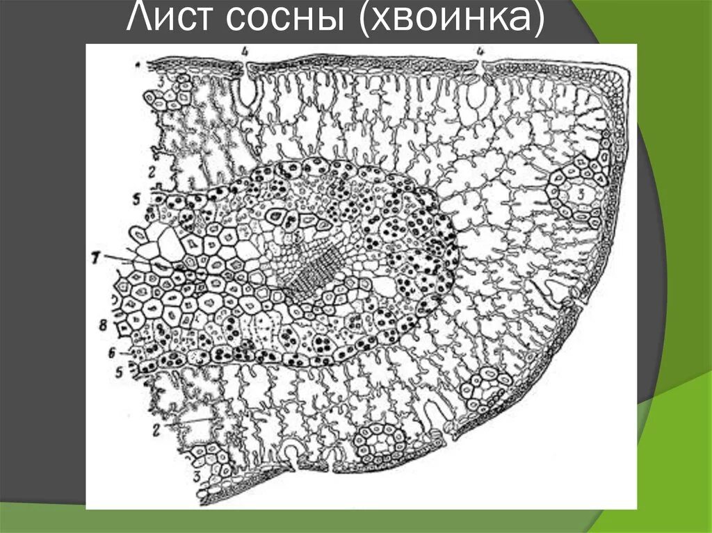 Срез работ. Поперечный срез хвоинки. поперечный разрез хвоинки сосны. поперечный срез хвоинки сосны. поперечный срез хвои сосны обыкновенной.