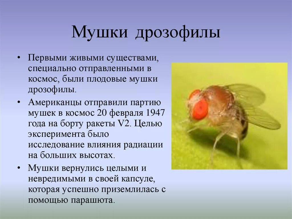 Сколько живут мухи. Мушка дрозофила. Муха дрозофила описание.