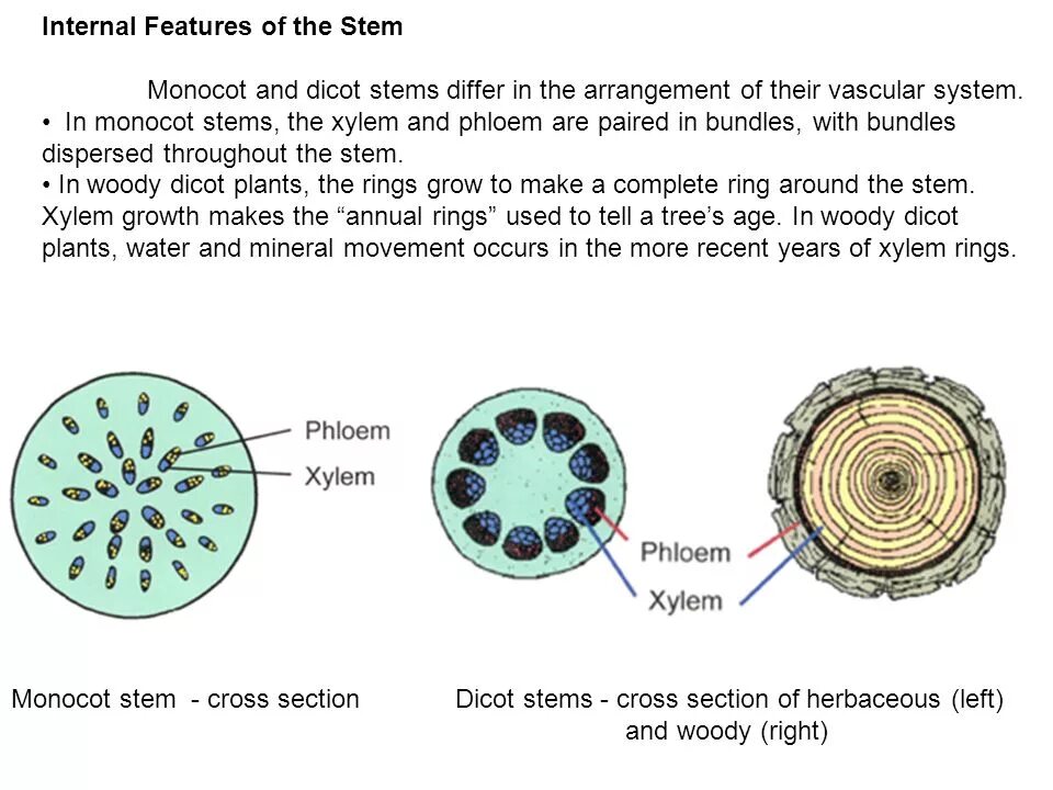 Internal structure. The Internal structure of the Plant Stem. Structure of monocot Stem. Monocot Stem Cross Section. Transversal Section of dicot Stem.