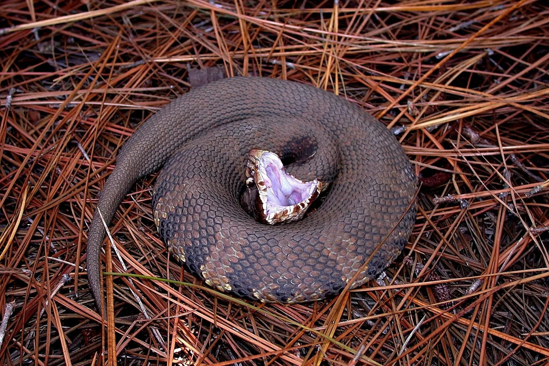 Увидеть змею дома. Водяной щитомордник змея. Cottonmouth Snake. Восточный щитомордник. Cottonmouth Snake Indiana.