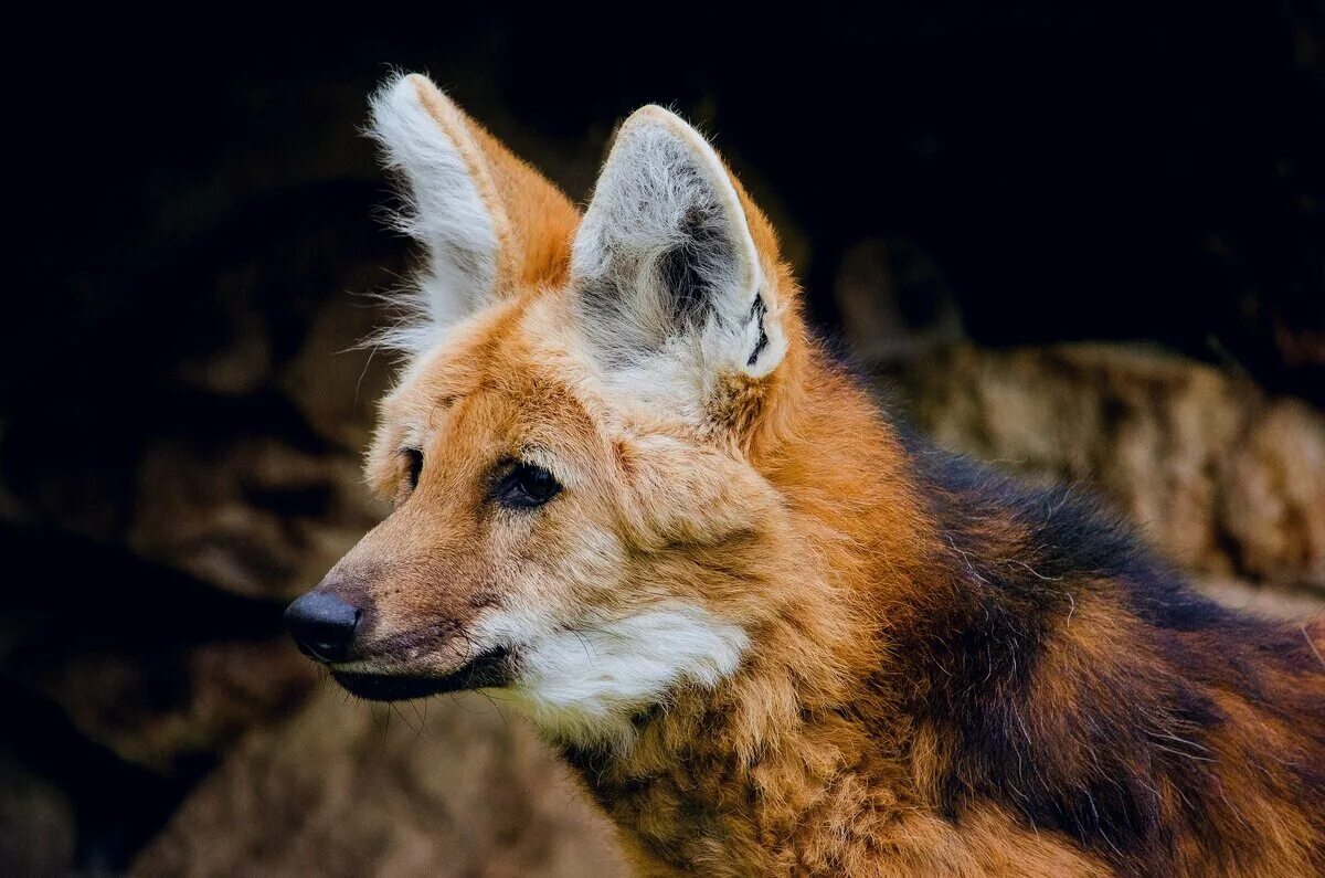Гривистый волк (chrysocyon brachyurus). Гривистый волк волк. Агуарачай-гривистый волк. Гривистый волк. Хищные псовые.
