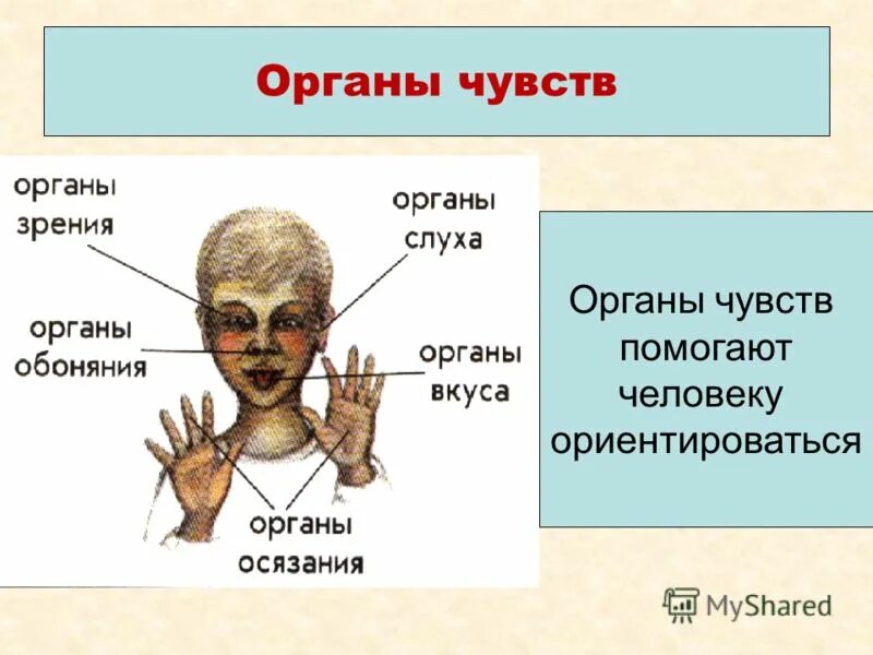 Презентация органы чувств 8 класс. Органы чувств. Система органов чувств. Организм человека органы чувств. Общее строение органов чувств.