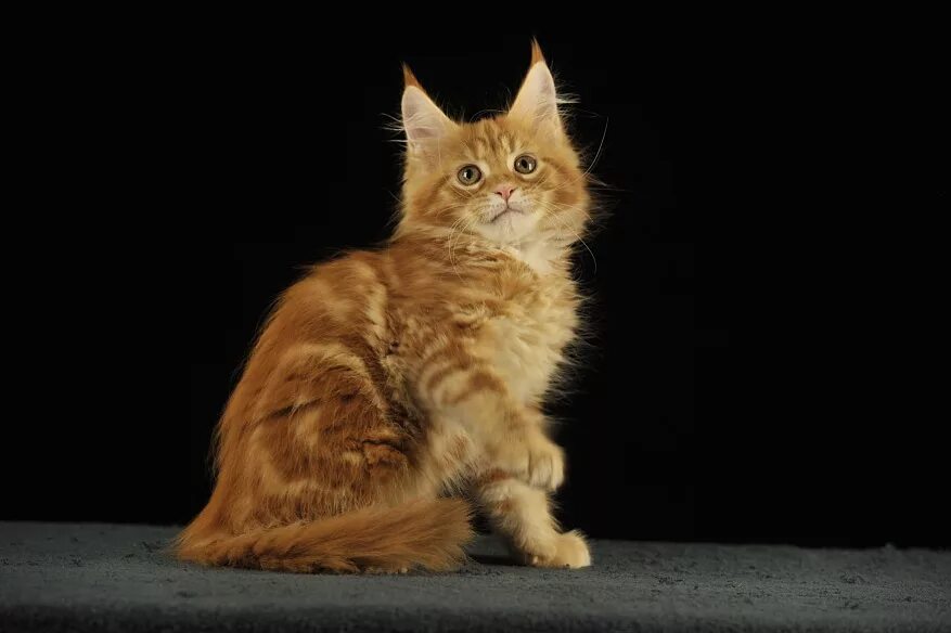 Фотографии Мейн Кунов, котят питомника Mary Cat