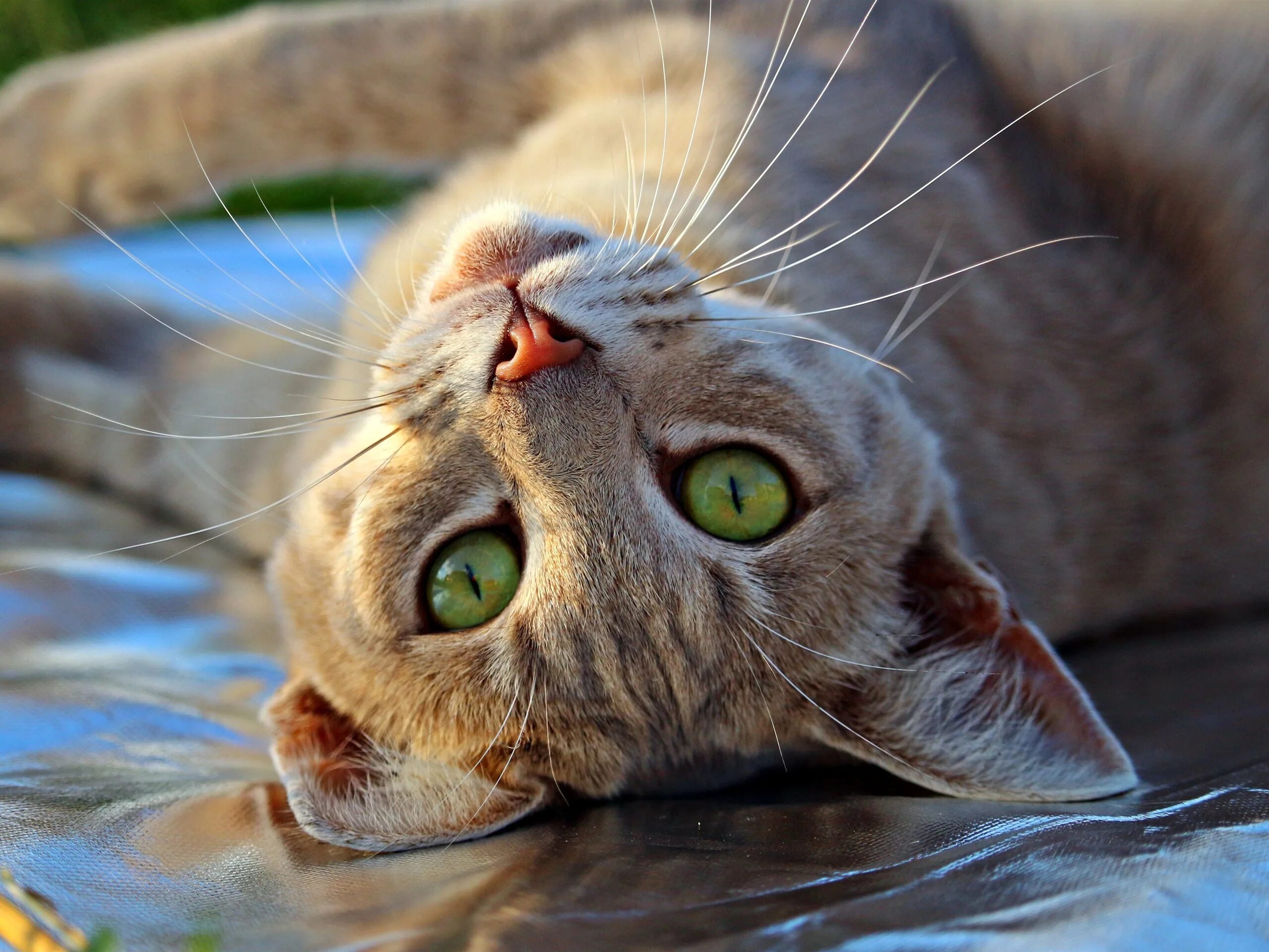 Кот смотрит в глаза. Кот. ленивая морда. морда кота сверху. ленивые коты.