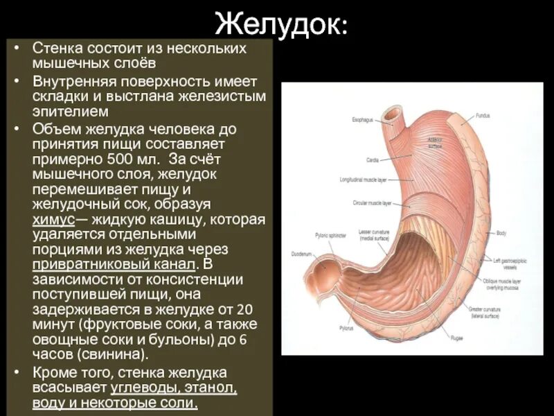 Имеет толстую стенку. Имеет толстую стенку