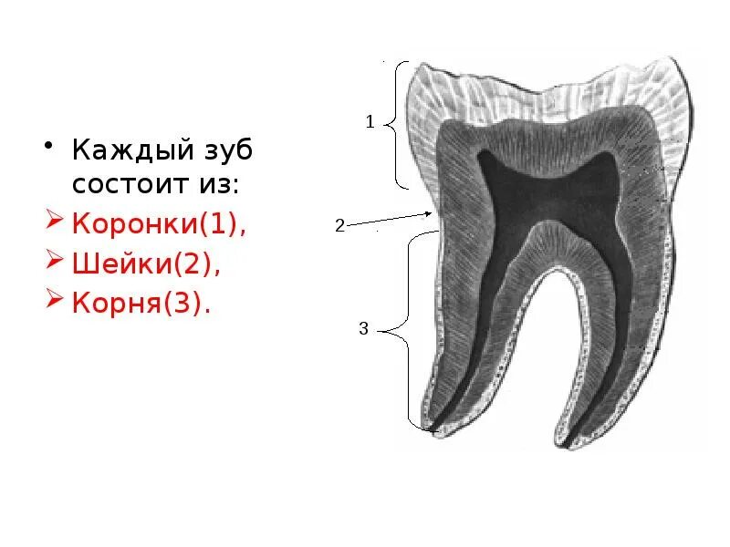 Анатомия зуба коронка шейка корень. Строение зуба коронка шейка корень. Коронка шейка и корень зуба. Коронка 2) корень 3) зуб 4) шейка.