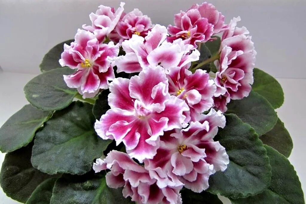 Морозная вишня. Фиалка ледяная вишня. Морозная вишня. Фиалка морев морозная вишня. Сорт фиалки морозная вишня.