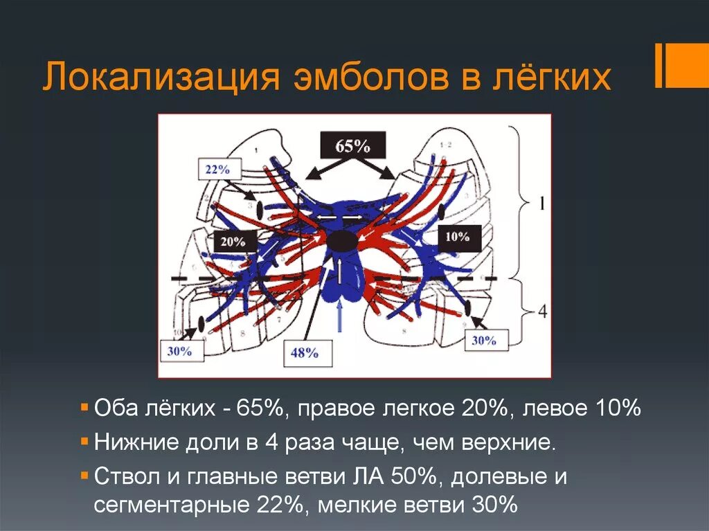 Локализация эмболов. Легочная артерия локализация. Сегментарные ветви правой легочной артерии. Сколько легочных артерий