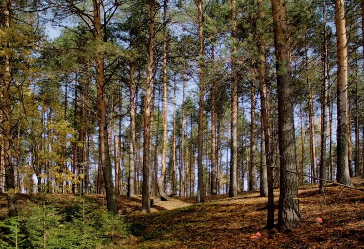 Сосновый бор 1а. Сосновый Бор Нижегородская область. Соснового Бора соснового Бора. Сосновый Бор Подмосковье. Сосновый Бор в Подмосковье лес.