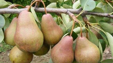 Лесная красавица груша отзывы садоводов описание