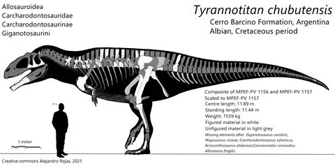Tyrannotitan chubutensis skeletal diagram : r/Paleontology.