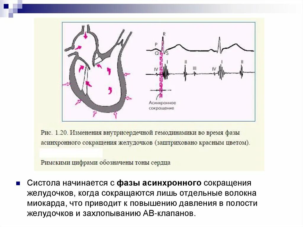 Внутрисердечная гемодинамика. Аускультация сердца норма схема. Внутрисердечная гемодинамика в фазах сердечного цикла. Внутрисердечная гемодинамика в норме. Фаза асинхронного сокращения сердца.
