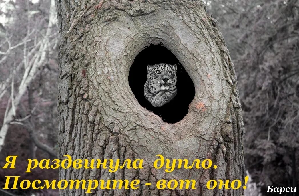 Вылезли из дупл. Вылезти из дупла. белка торчит из дупла. белки вылезли из своих дупел. бельчата вылезающие из дупла.