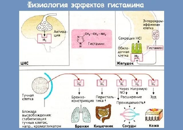 Гистамин действие. Н1 гистаминовые рецепторы. Гистамин механизм действия схема. H1 рецепторы гистамина эффекты. Механизм рецептора гистамина.