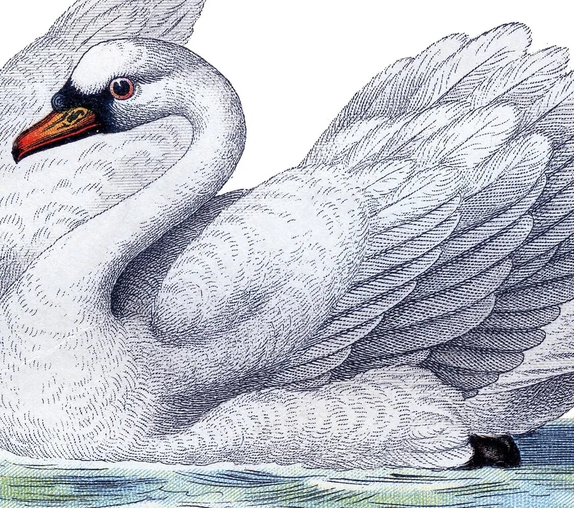 Есенин лебедушка иллюстрации. Лебедь рисунок. Рисование лебедя. Лебедь рисунок карандашом.
