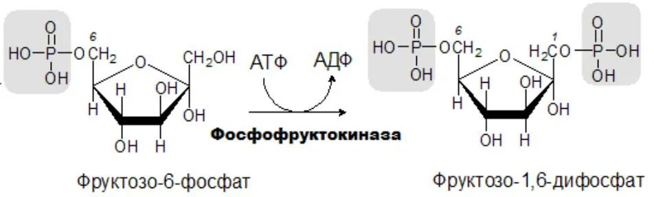 Фруктозо 6 фосфат АТФ фруктозо 1 6 дифосфат АДФ. Фосфорилирование фруктозы во фруктозо-6-фосфат. Изомеризация фруктозо 6 фосфата. Фермент фруктозо-6-фосфат фруктозо 1 6 дифосфат. Фруктоза селиванова