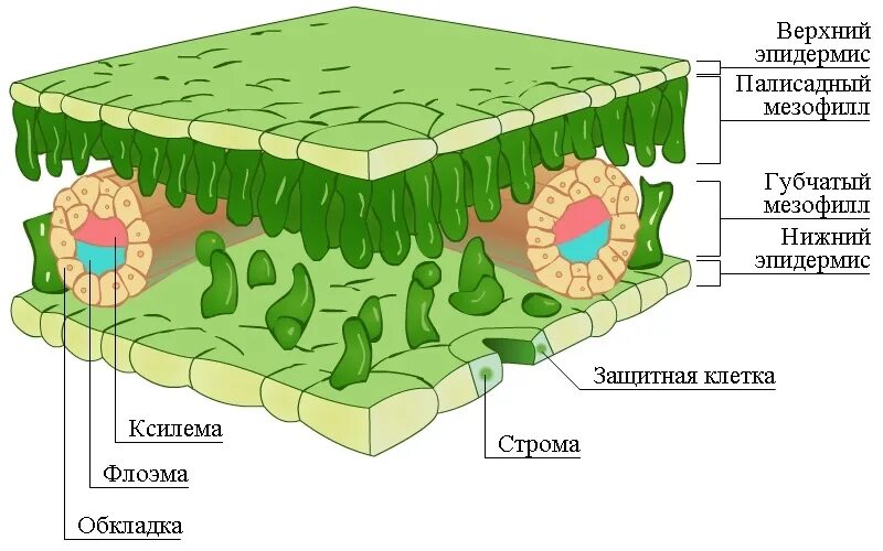 Состоят из 1 слоя клеток. Внутреннее строение листа губчатая ткань. Строение листовой пластинки. Строение среза листовой пластинки. Верхний эпидермис листа.