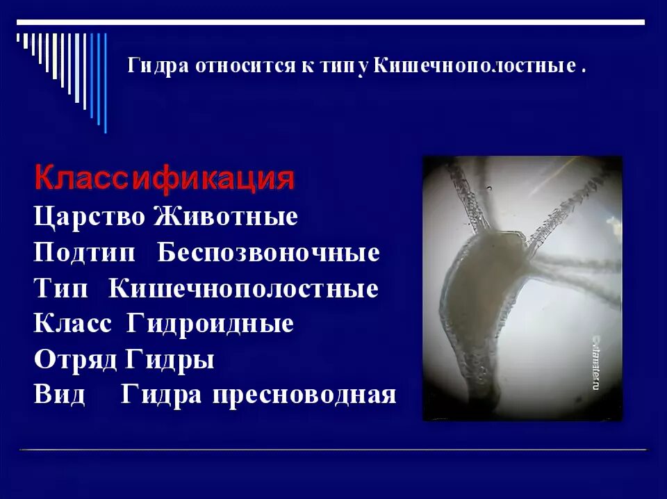Тип кишечнополостные классификация. Кишечнополостные животные классификация. подтипы кишечнополостных. классификация пресноводной гидры. систематика гидры пресноводной.