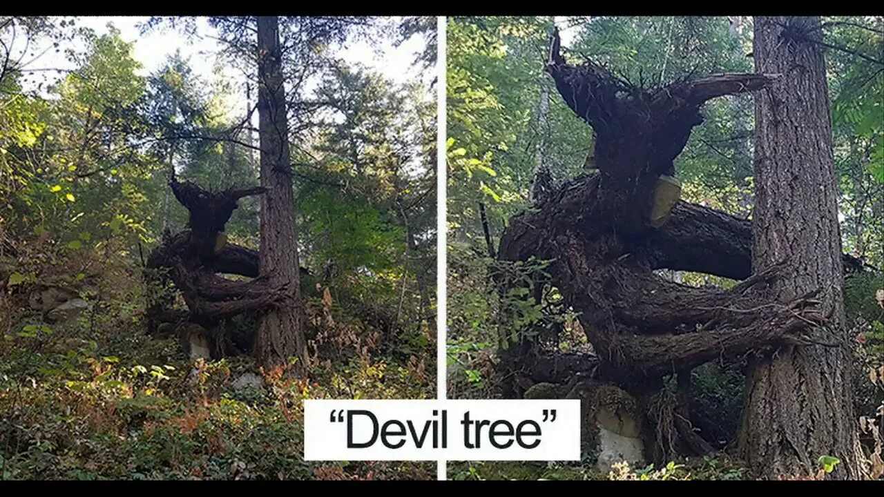 Look at that tree it fall down