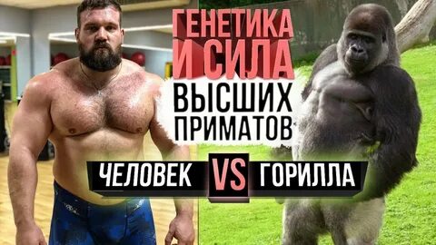 Человек горилла шимпанзе орангутанг