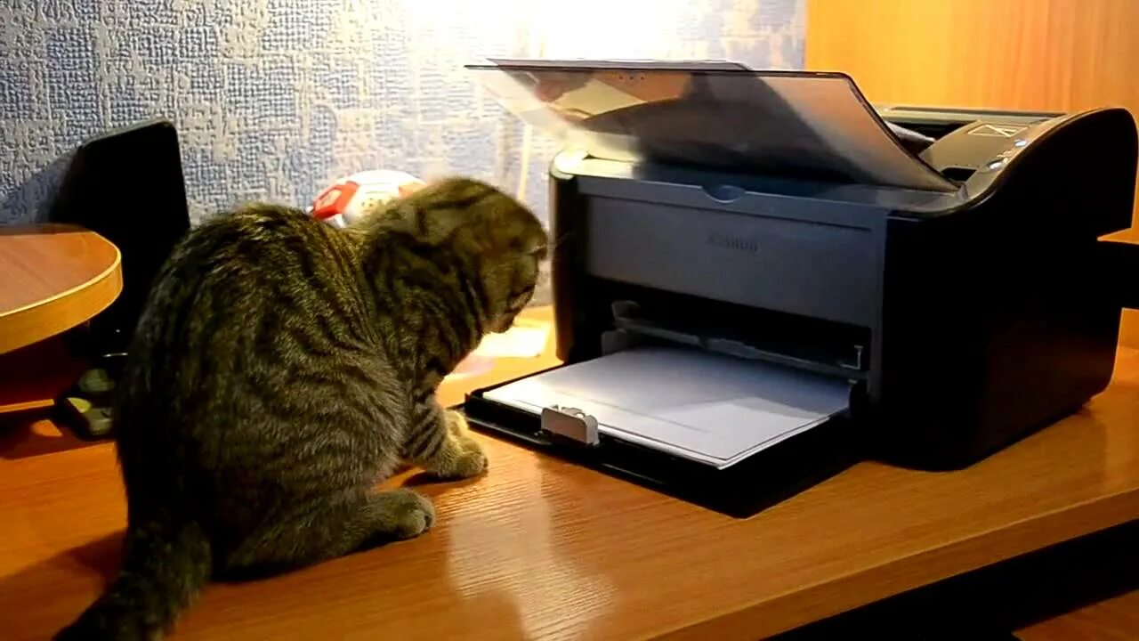 Кошка с книжкой. Умный кот видео. Кот ученый. Кот ученый. Книга котик.