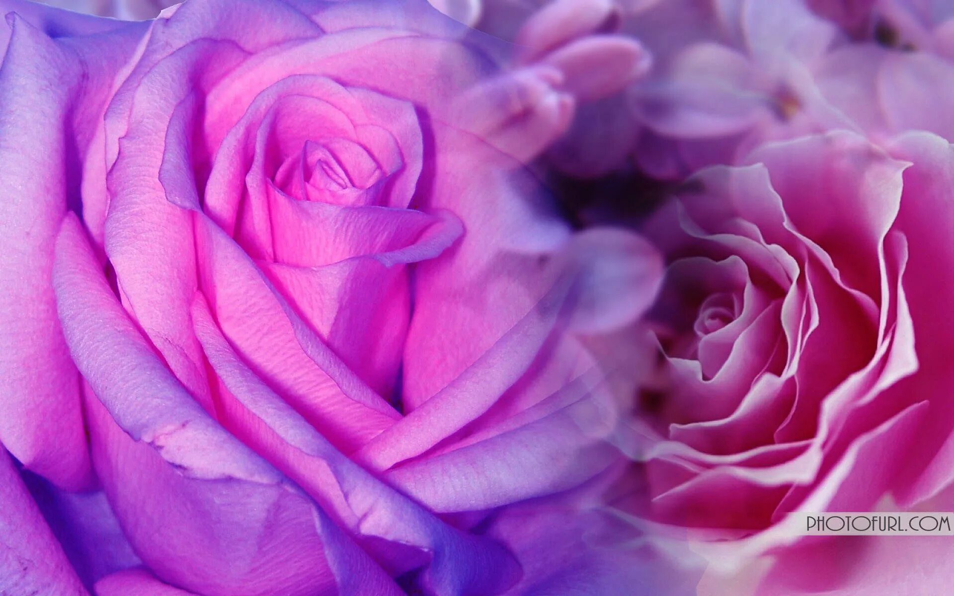 Лилово розовые цветы. Розово фиолетовые цветы. Лиловый цвет. Розово-сиреневый цвет. Фиолетовые розы.