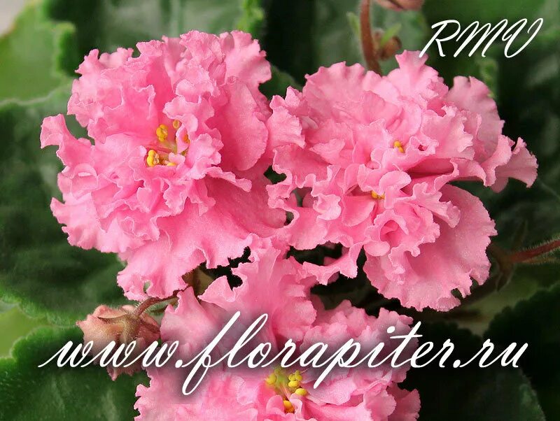 АВ-Дар Розовой Феи (771-113) (Фиалковод) 2016 - FloraPiter.Ru коллекционные ФИАЛ