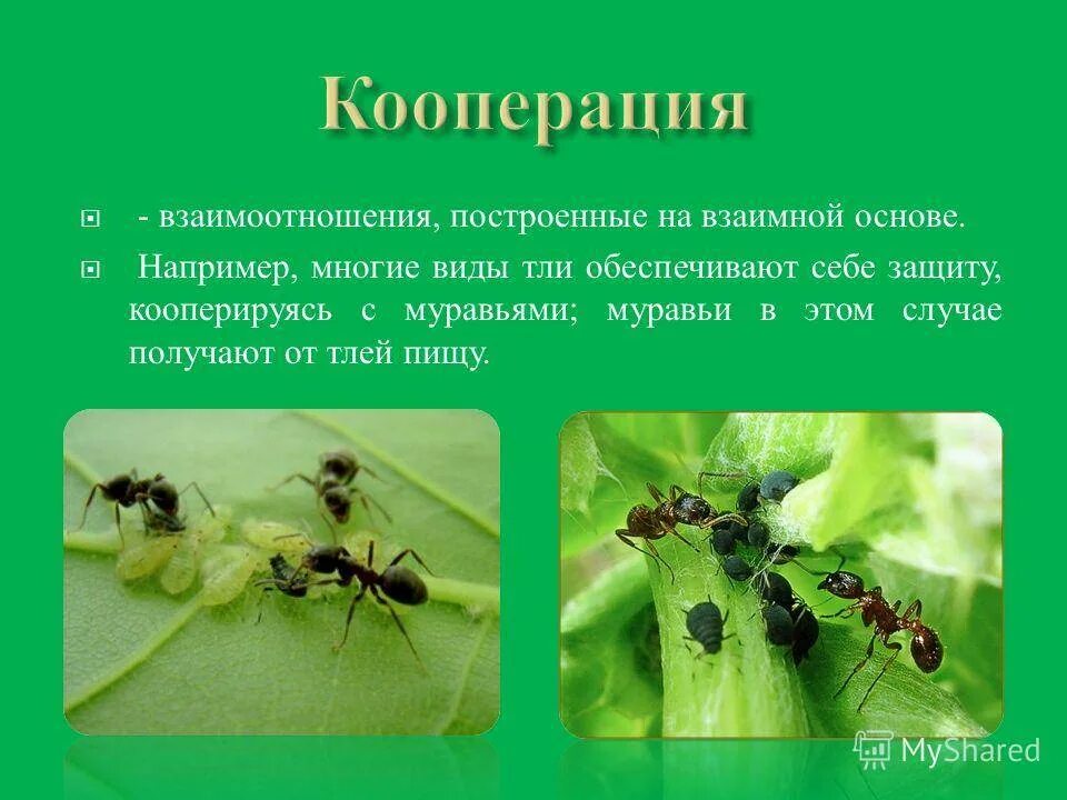 Тип взаимодействия муравья и тли. Муравей и тля Тип взаимоотношений. Муравьи и тля взаимоотношения. Тля-муравей взаимоотношения симбиоз. Отношения между тлей и муравьев