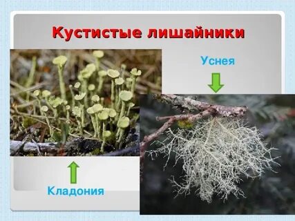 Кустистые лишайники примеры
