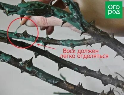 Как снять воск с саженцев роз