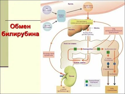 Билирубин уробилиноген