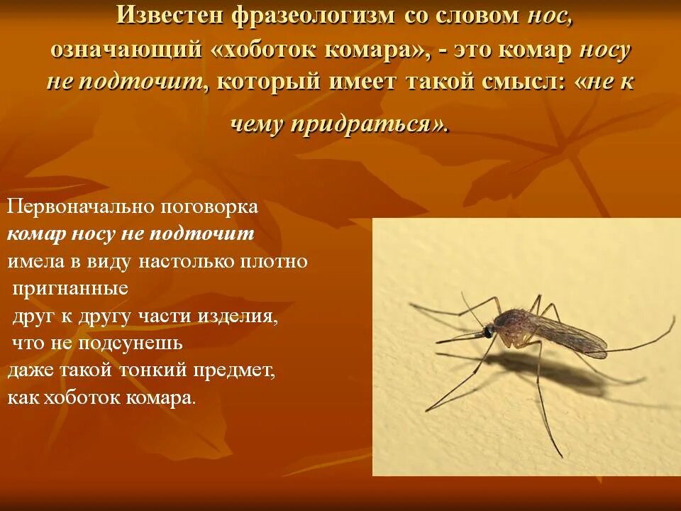 Смысл пословицы комар носа. Что означает комар носа не подточит. Фразеологизм со словом комар. Комар носа не подточит фразеологизм. Фразеологизмы про комара.