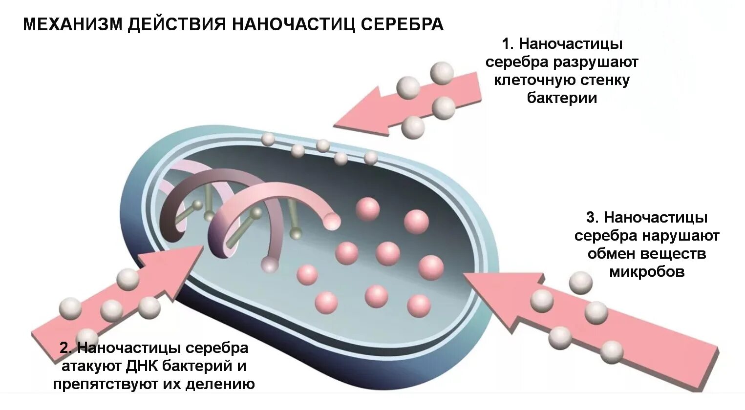 Вещества разрушающие клетку. Антибактериальная активность наночастиц серебра. Серебро механизм действия. Механизм действия наночастиц серебра. Разрушение клеточной стенки бактерий ионами серебра.