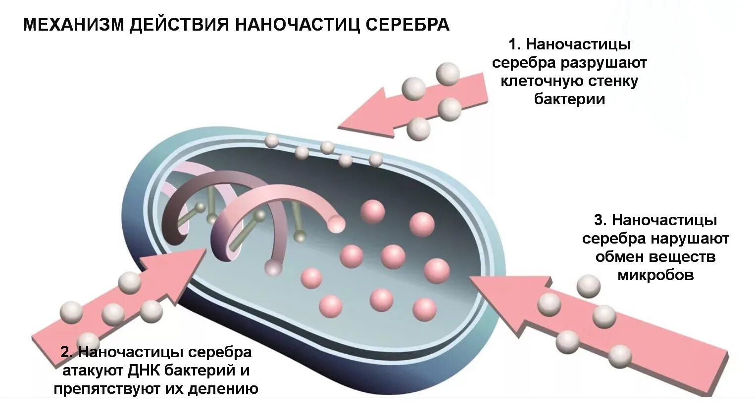 Антибактериальная активность наночастиц серебра. Серебро механизм действия. Механизм действия наночастиц серебра. Разрушение клеточной стенки бактерий ионами серебра. Разрушающий механизм