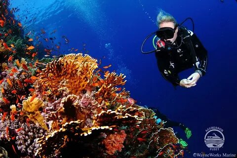 Красное море новости