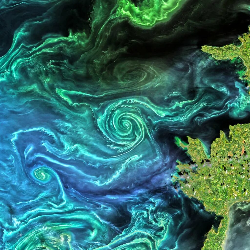 Цветение фитопланктона в море. Балтийское море планктоны. Фитопланктон Атлантического океана. Фитопланктон фото.