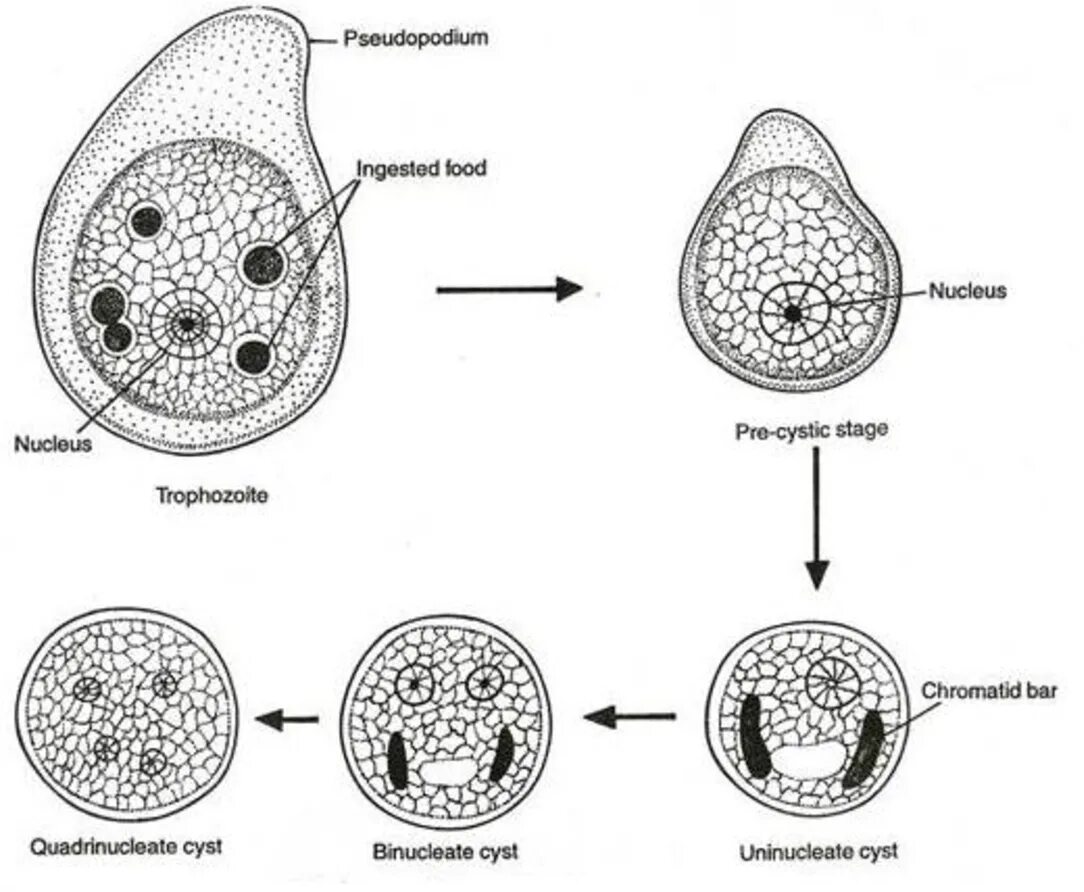 Цикл развития дизентерийной амебы. Жизненный цикл дизентерийной амебы. Жизненный цикл дизентерийной амёбы. (Entamoeba histolytica).. Стадии жизненного цикла дизентерийной амебы. Жизненные формы амебы