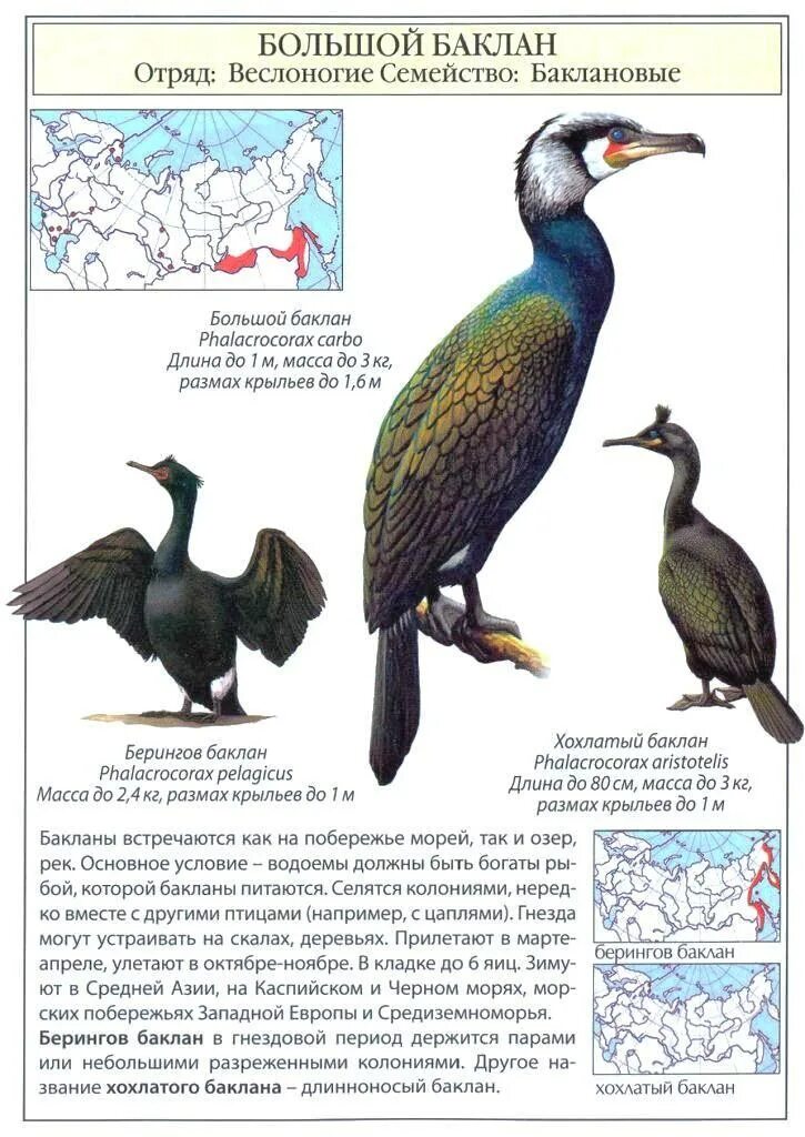 Большой Баклан сообщение. Баклан птица ареал обитания. Семейство Баклановые. Большой Баклан красная книга.