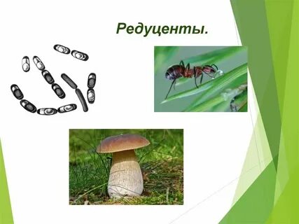 Роль редуцентов играют