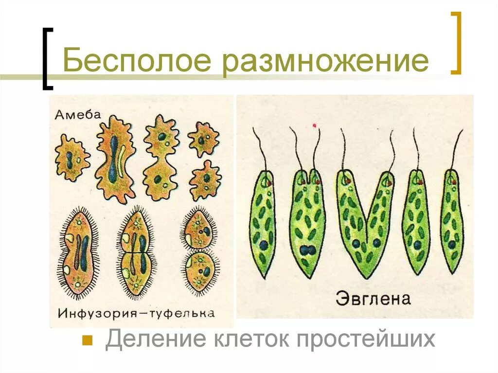 Презентация формы размножения животных 8 класс биология. Размножение делением примеры. Способы бесполого размножения размножение делением. Способы бесполого размножения простейших. Бесполое размножение простейших.