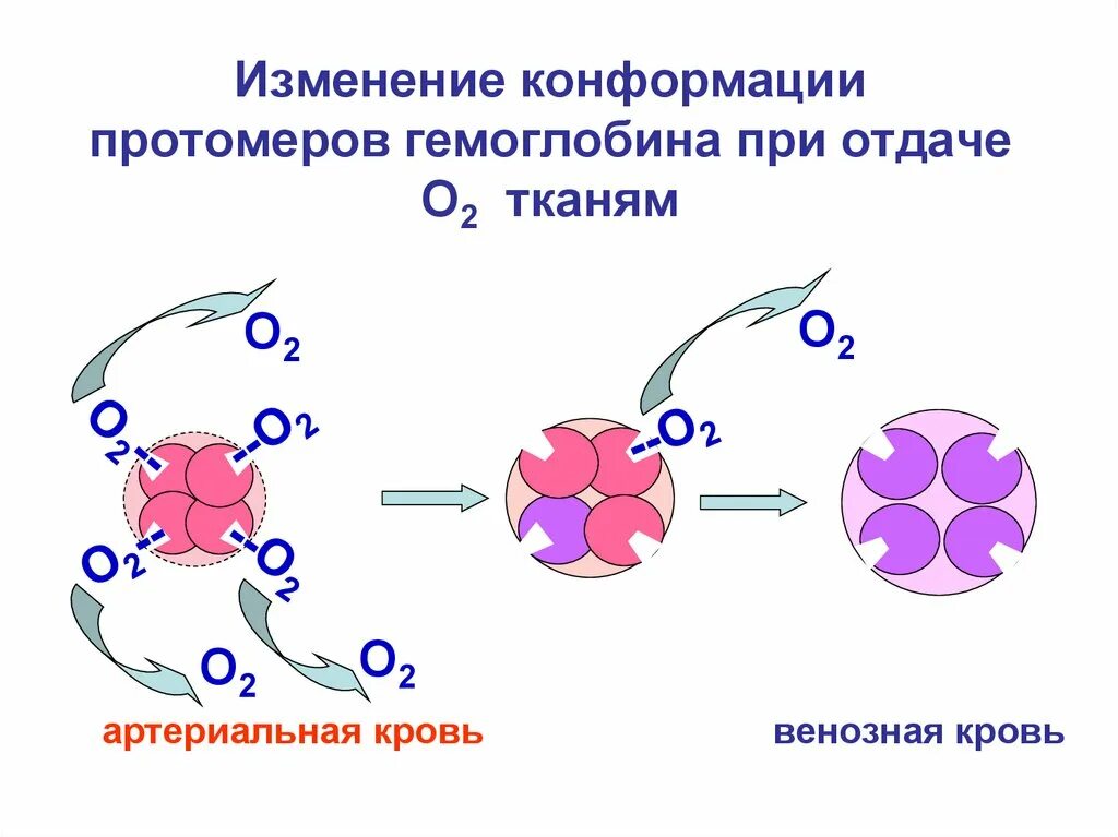 Изменение конформации. Кооперативные изменения конформации гемоглобина. Кооперативные изменения конформации протомеров гемоглобина. Кооперативное взаимодействие протомеров гемоглобина. Кооперативные изменения конформации.