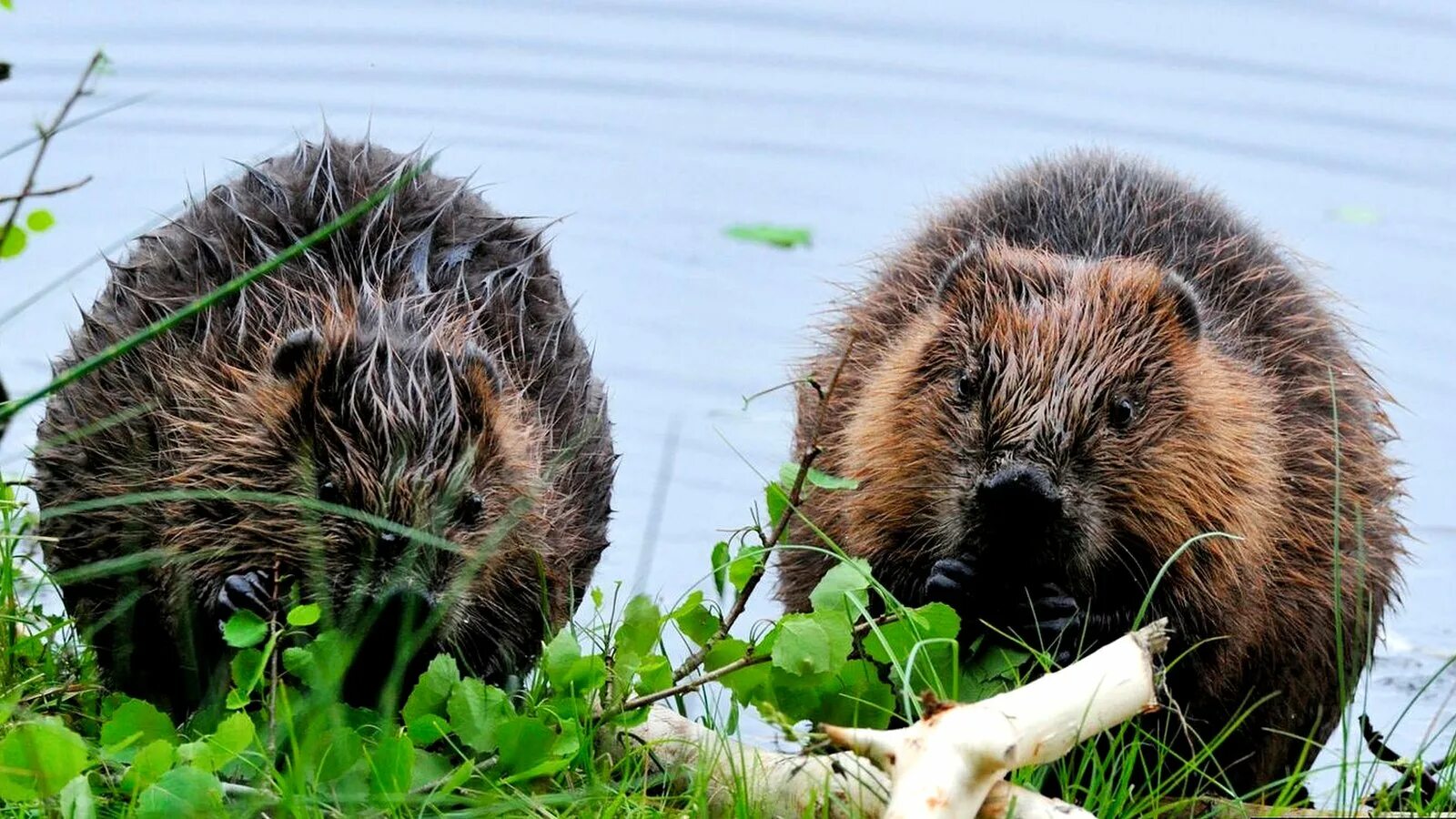 Бобр лайф. Бобр на берегу реки. Grooming beaver бобр. Грустный бобр. Речной бобр хатки.