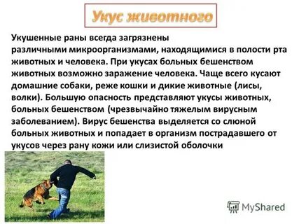 Таблетки после укуса собаки