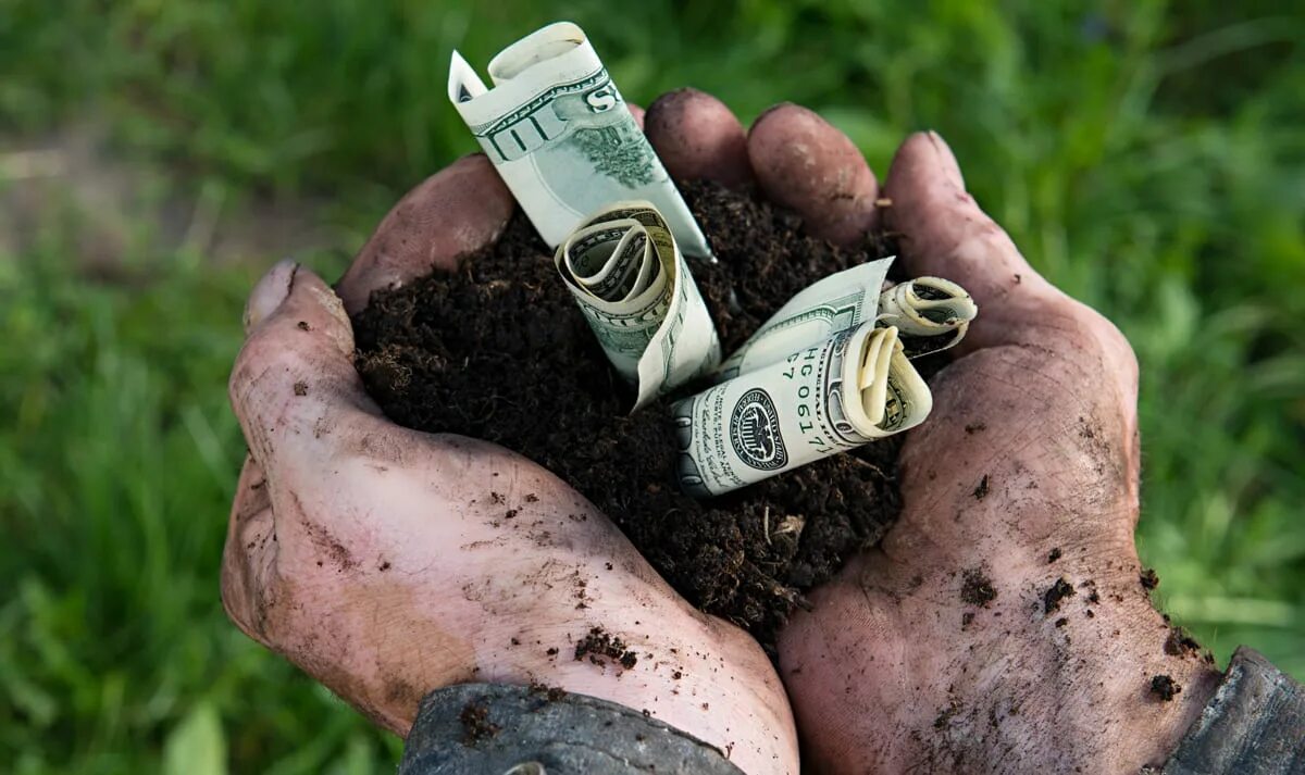 Дети на кукурузном поле. Money farmer. Бизнес сельское хозяйство. Сельское хозяйство деньги. Money farmer.