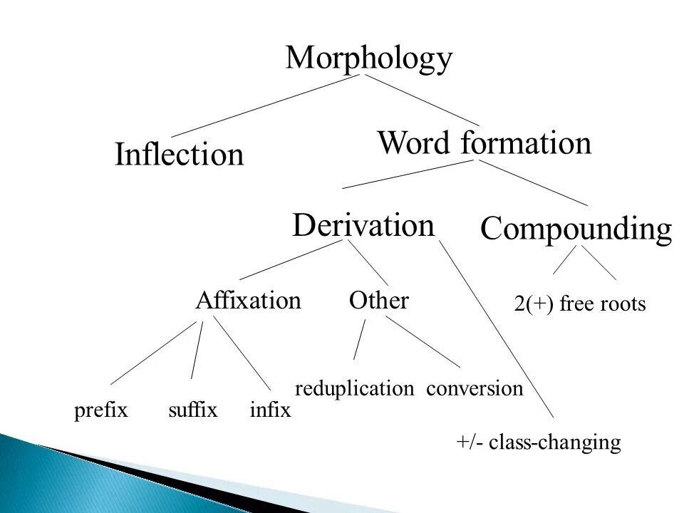 Different types of words. Morphology. Morphological Compounds схема. Types of Word formation in English. What is Morphology.