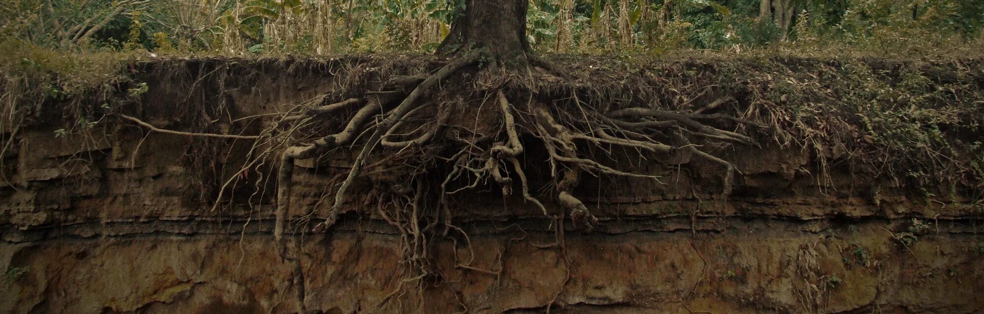 Самые глубокие корни. Корни под землей. Корни дерева под землей. Земля под деревом. Корни дерева в почве.