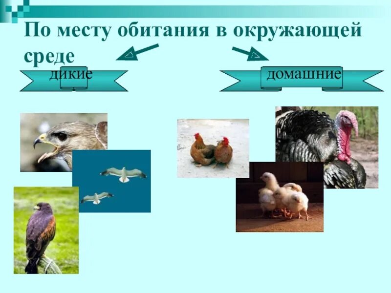 Группы птиц по месту обитания. Среда обитания птиц. Классификация птиц по местам обитания. Среда и места обитания птиц. Экологические птицы по месту обитания.